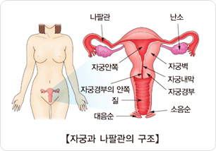 자궁과 나팔관의 구조